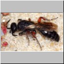 Tiphia femorata - Rollwespe w07 9mm Teverener Heide.jpg